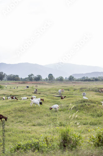 Goat grazing in the meadow