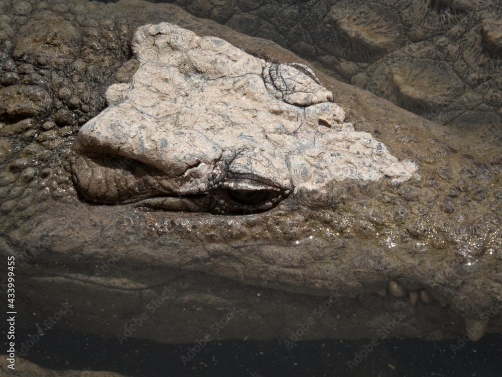 Close-up of a crocodile resting on the surface Close-up of a crocodile resting on the surface