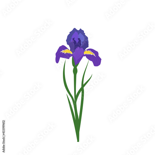 Purple iris flower with bright yellow elements on the petals. Spring or summer plant for wedding, gift or design