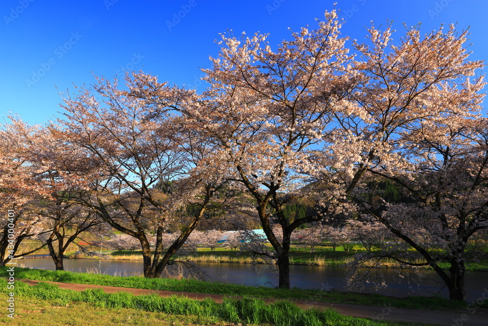 岩手県花巻市東和町　夜明けの桜並木