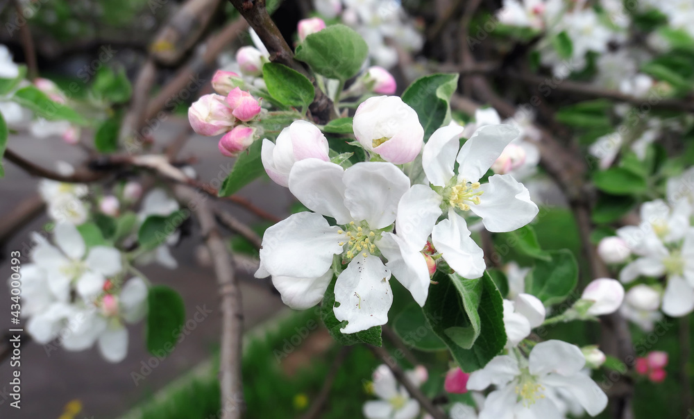 Tender white apple flowers in sunny public park in Moscow Tender white apple flowers in sunny public park in Moscow