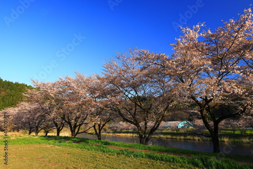 岩手県花巻市東和町　夜明けの桜並木