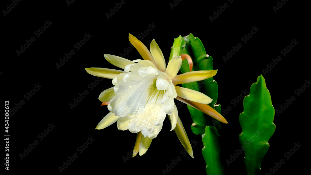 Cactus with white blossom and black background