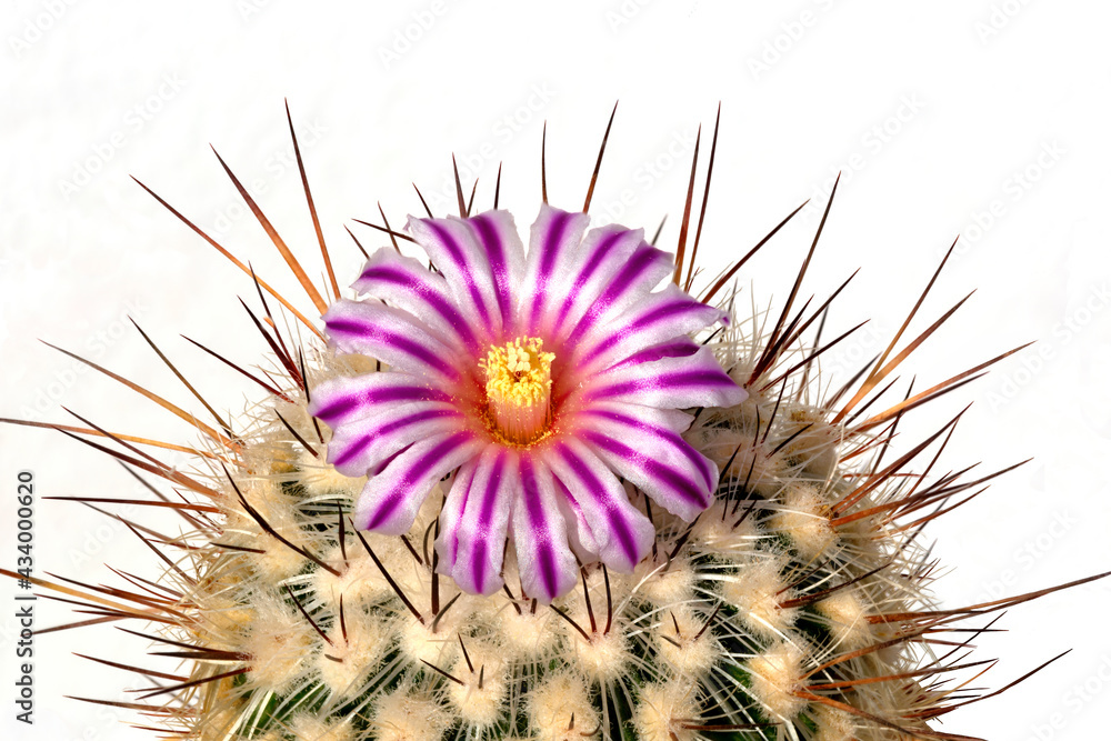 Cactus with striped cactus flower background white