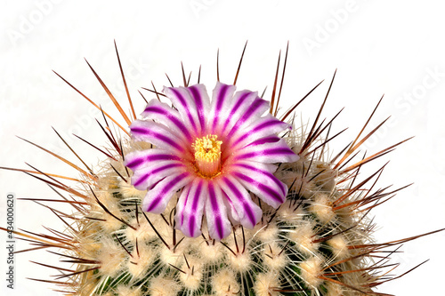 Obraz na płótnie Cactus with striped cactus flower background white w salonie