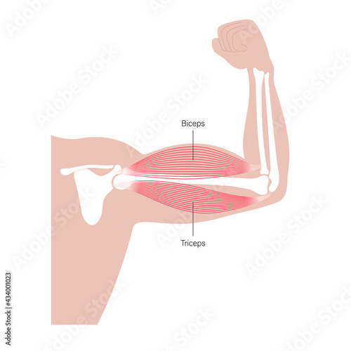 Biceps and triceps anatomy
