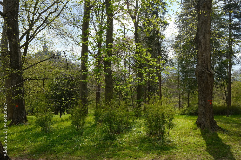 Obraz premium Der Frühling zeigt sich im Park mit satten grün