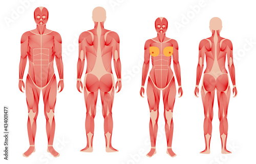 Human muscular system