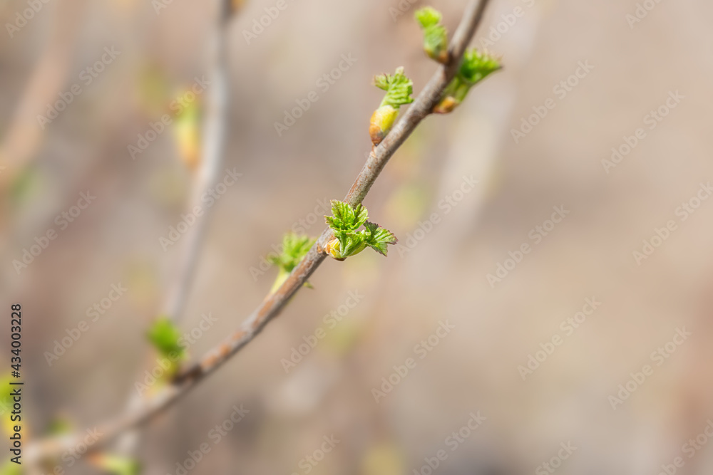 Fresh new green buds on currant branches at springtime garden background Fresh new green buds on currant branches at springtime garden background
