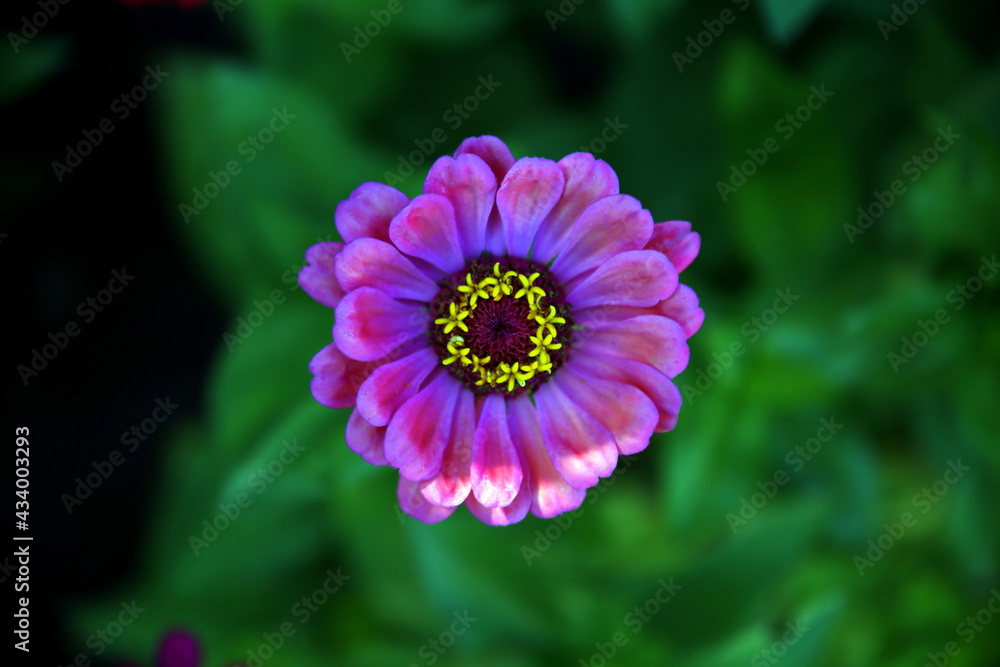 Obraz premium Selective focus on the corolla of a rosacea zinnia (Asteraceae family) top view, with green leaves in the background, in the flowerbed