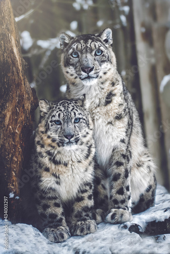 Photography Snow leopard portrait