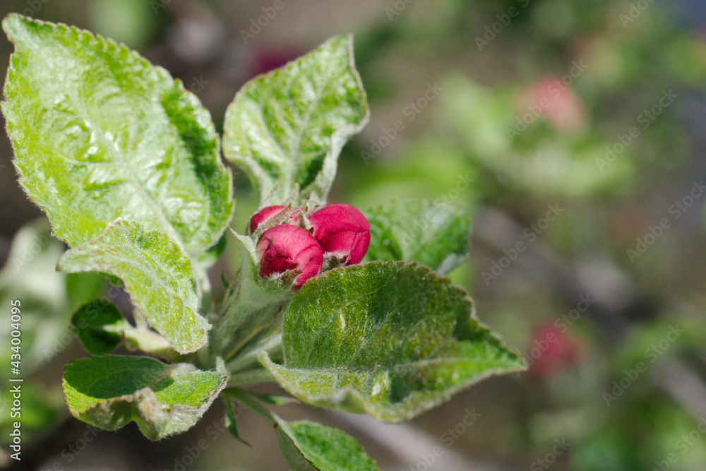 Red bud of apple tree