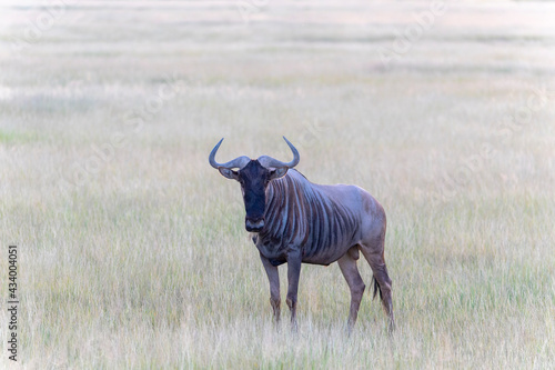 Wildbeast  Gnu in the Savannah of Kenya  Amboseli National Park  Africa