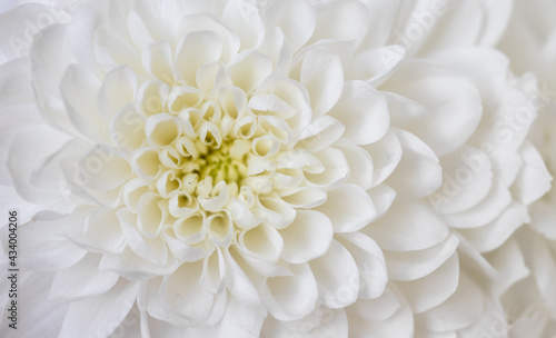 macro of white сhrysanthemum flower