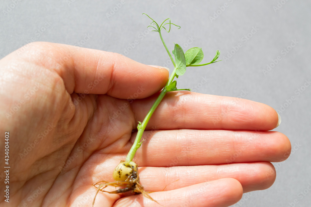 Young sprout of green peas in a female hand. Organic pea sprouts, microgreens Young sprout of green peas in a female hand. Organic pea sprouts, microgreens