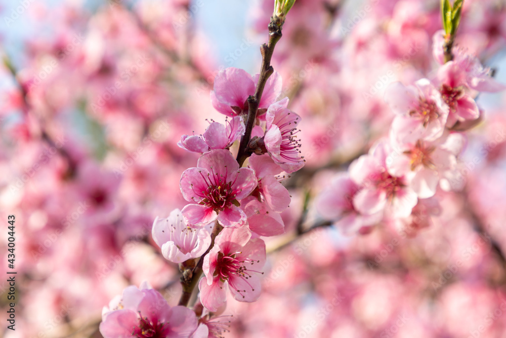 Beautiful Pink Peach Blossoms in a Garden Beautiful Pink Peach Blossoms in a Garden