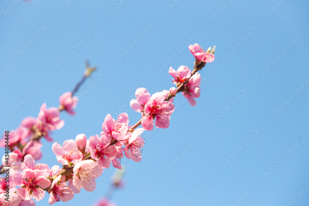Beautiful Pink Peach Blossoms in a Garden Beautiful Pink Peach Blossoms in a Garden