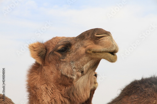 camel close-up face © FarazHabiballahian