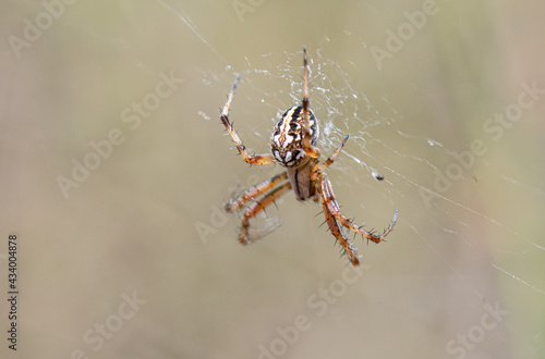 Neoscona adianta. Spider on its spider web. Close up, macro of a spider in its environment.