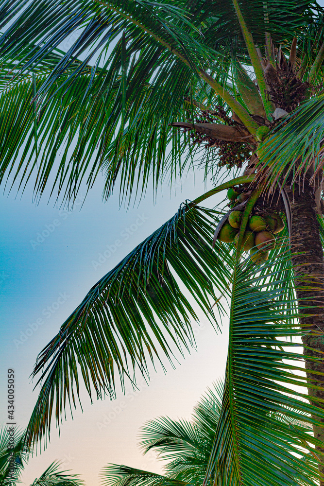 Fototapeta premium coconut tree
