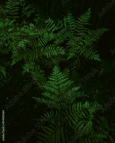 green fern leaves