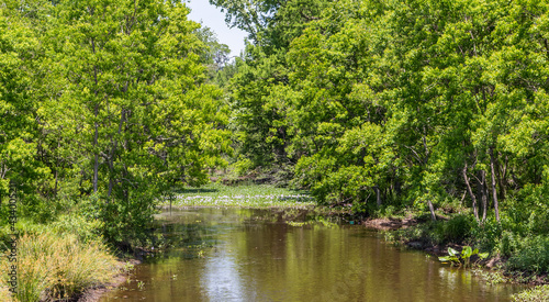 River or stream with a vanishing point patch of water lilies in lavender bloom bordered by green trees.
