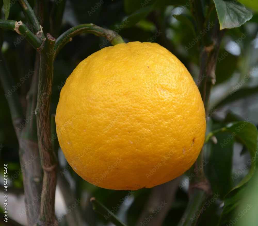 lemons on the tree