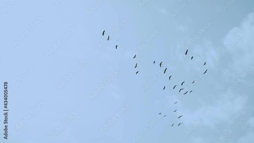 Storks fly and circle in the air during spring in Israel migration of birds. Blue clear sky with stork birds with big wings fly overhead in the warm air Storks fly and circle in the air during spring in Israel migration of birds. Blue clear sky with stork birds with big wings fly overhead in the warm air