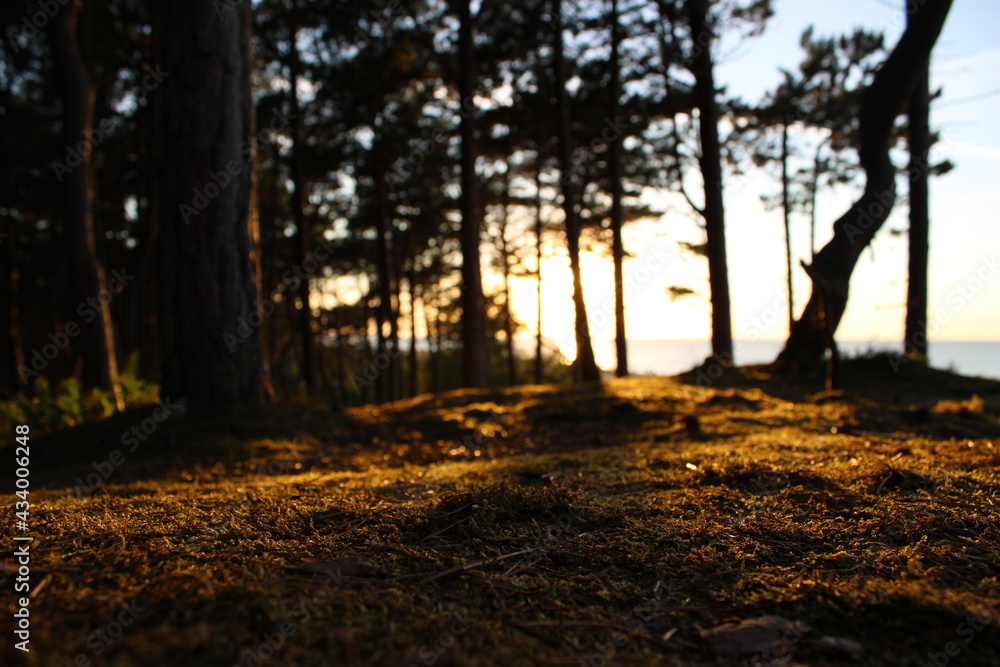 Obraz premium sunset in the woods at the sea in Poland