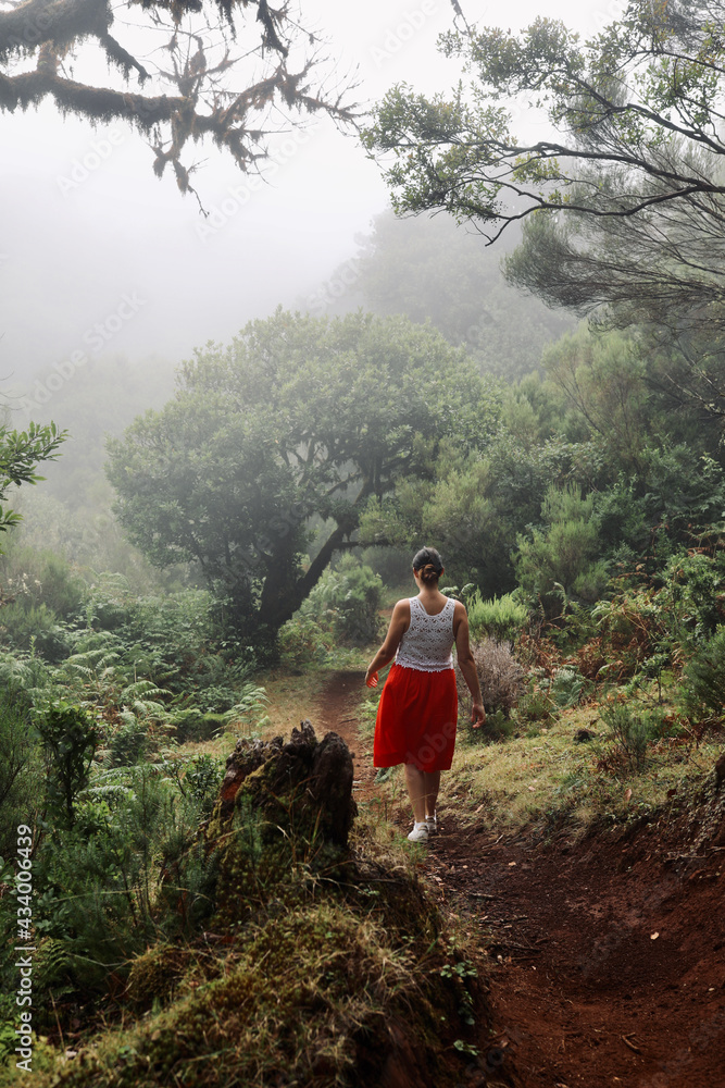 Madeira - Wald von Fanal Madeira - Wald von Fanal