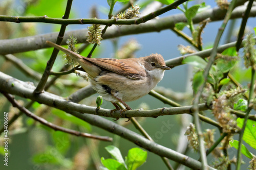 Dorngrasmücke // Common whitethroat (Sylvia communis; Curruca communis)  photo