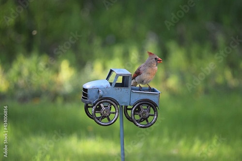 Female Cardinal on truck