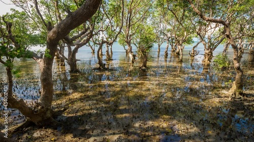 Massive mangrove trees on Philippines, rush and tide timelapse 4k photo
