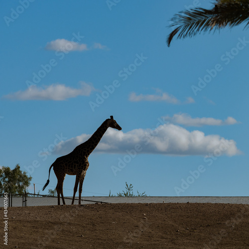 Photography giraffe in the savannah
