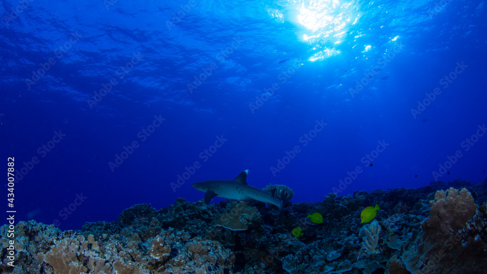 Shark on diving trip near Molokini island , Maui, Hawaii Shark on diving trip near Molokini island , Maui, Hawaii