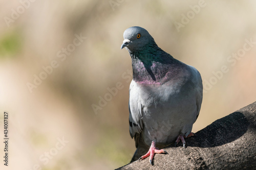The rock dove, rock pigeon, or common pigeon is a member of the bird family Columbidae (doves and pigeons). In common usage, this bird is often simply referred to as the "pigeon".