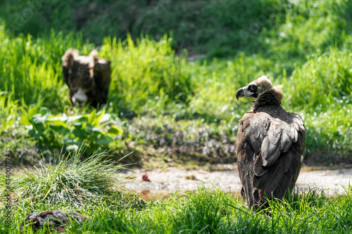 Group of vulture. The cinereous vulture (Aegypius monachus) is a large raptorial bird that is distributed through much of temperate Eurasia. Black, monk or Eurasian black vulture. 