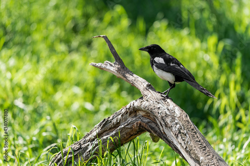 The Eurasian magpie or common magpie (Pica pica) is a resident breeding bird throughout the northern part of the Eurasian continent. It is one of several birds in the crow family designated magpies.