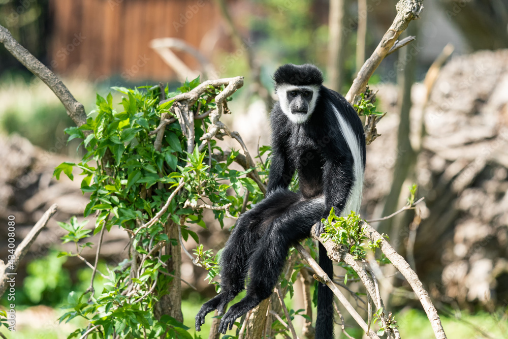 Fototapeta premium The guereza is a large black monkey with a white mantle and a tail tuft. The body is mostly black, with the white mantle extending from the shoulder to the hip, connecting around torso.