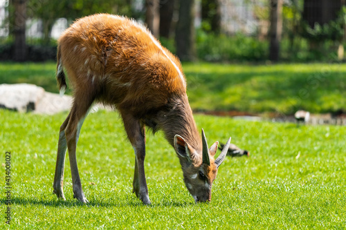 Tableau sur toile The sitatunga or marshbuck (Tragelaphus spekii) is a swamp-dwelling antelope