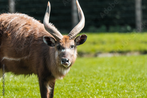 The sitatunga or marshbuck (Tragelaphus spekii) is a swamp-dwelling antelope. They occur in tall and dense vegetation as well as seasonal swamps, marshy clearings in forests and riparian thickets. photo
