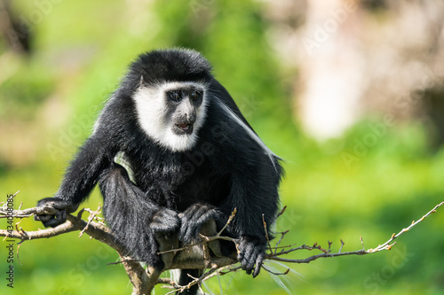 The mantled guereza (Colobus guereza), the eastern black-and-white colobus, or the Abyssinian black-and-white colobus, is a black-and-white colobus, a type of Old World monkey on a branch. photo