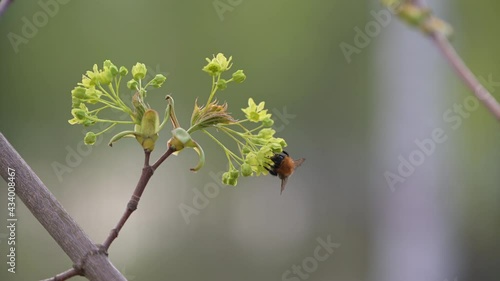 Bumblebee collecting nectar and pollen from maple tree flowers in spring. 