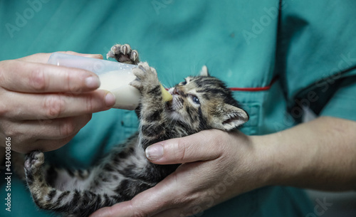 Принти на полотні Baby cat being fed by bottle