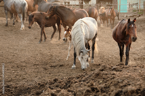 horses of different colors and suits walks in a paddock in sunny summer evening. Farm stable. Copy space and Selective focus. © Мaksim G