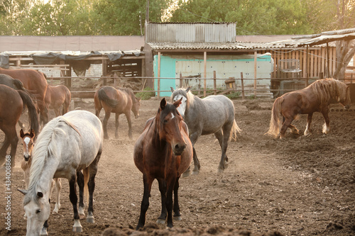 horses of different colors and suits walks in a paddock in sunny summer evening. Farm stable. Copy space and Selective focus.