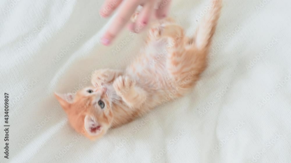 little cute ginger kitten cat funny playing close-up on a white background. High quality 4k footage little cute ginger kitten cat funny playing close-up on a white background. High quality 4k footage
