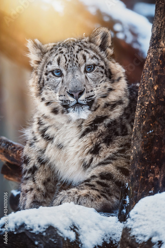 Tableau sur toile Snow leopard