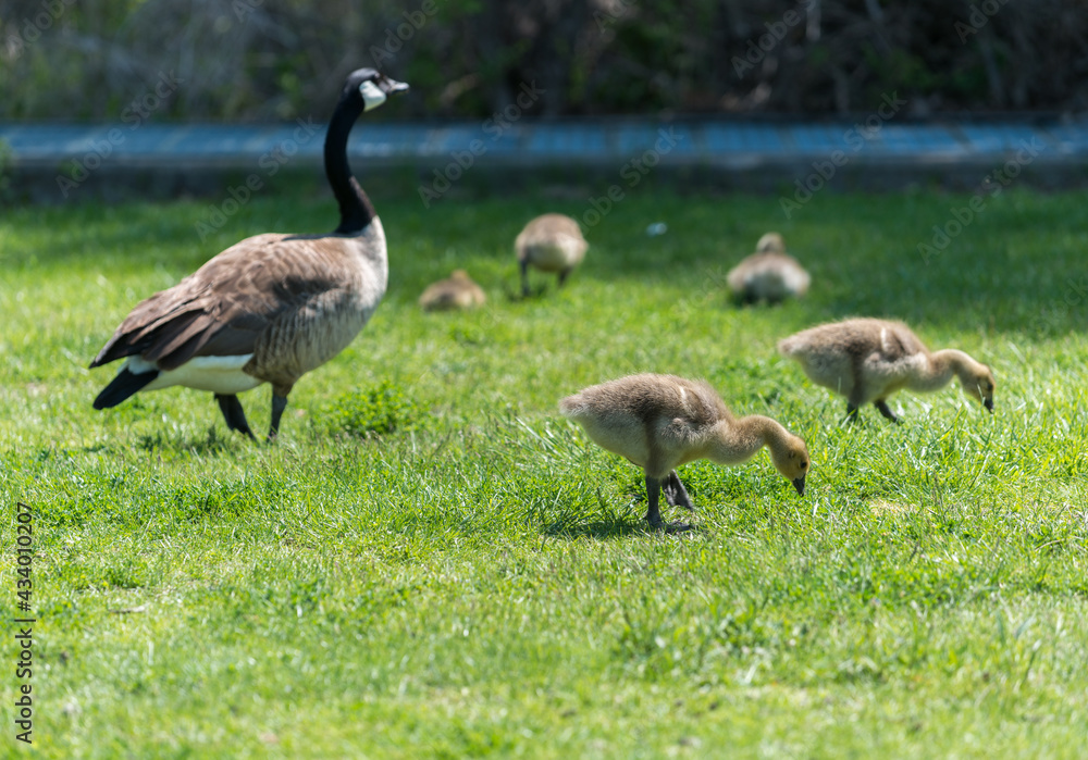 Canadian goose watches over a group of goslings Canadian goose watches over a group of goslings