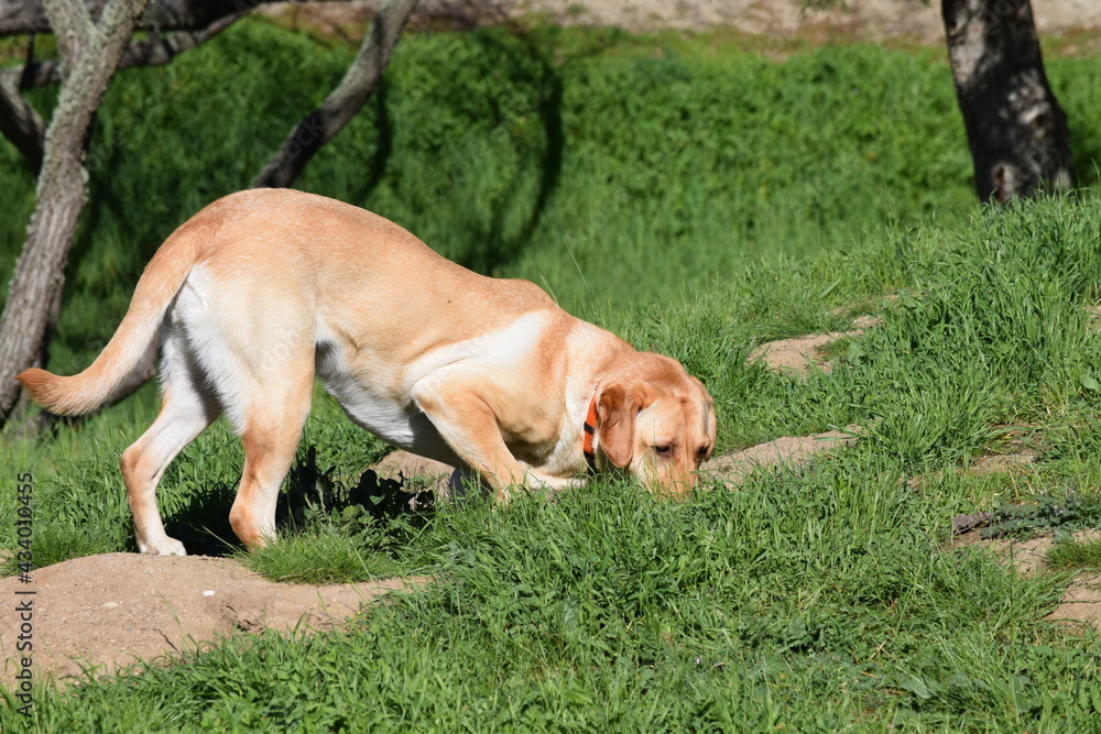 A yellow Labrador retriever hunts for squirrels.